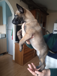 Foto №1. belgischer schäferhund - zum Verkauf in der Stadt Zaporizhia | 263€ | Ankündigung № 4568