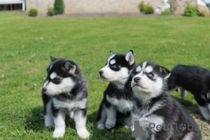 Foto №1. siberian husky - zum Verkauf in der Stadt Engelberg | 388€ | Ankündigung № 171089