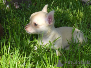 Zusätzliche Fotos: Entzückende Kurzhaar-Chihuahua-Welpen