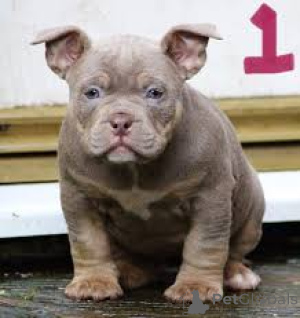 Foto №2 zu Ankündigung № 136091 zu verkaufen american bully - einkaufen Schweiz 