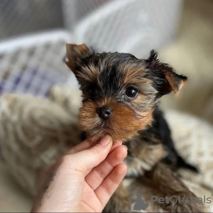 Foto №3. Entzückende Yorkshire-Terrier-Welpen sind jetzt für ein liebevolles Zuhause. USA