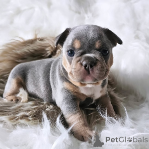 Foto №4. Ich werde verkaufen französische bulldogge in der Stadt Paris. quotient 	ankündigung, aus dem tierheim - preis - 2500€