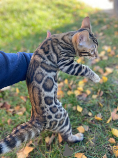 Zusätzliche Fotos: Wunderschöner Bengal-Junge für die Zucht oder Haustiere