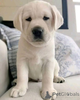 Foto №2 zu Ankündigung № 162431 zu verkaufen  - einkaufen USA 