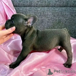 Foto №2 zu Ankündigung № 161795 zu verkaufen  - einkaufen Australien 