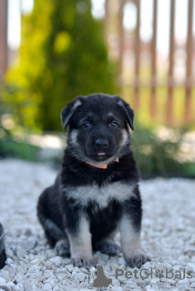 Foto №4. Ich werde verkaufen osteuropäischer schäferhund in der Stadt Toljatti. züchter - preis - 554€