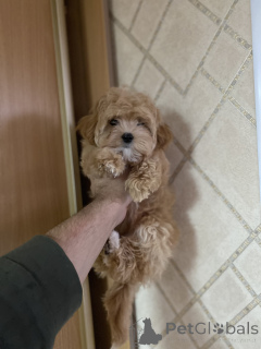 Foto №4. Ich werde verkaufen maltipu in der Stadt Kiew. quotient 	ankündigung - preis - verhandelt