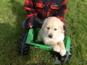 Foto №3. 2 geimpfte Golden Retriever-Welpen stehen für ein liebevolles Zuhause zur. Belgien