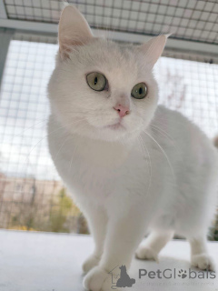 Foto №2 zu Ankündigung № 163544 zu verkaufen  - einkaufen Russische Föderation quotient 	ankündigung