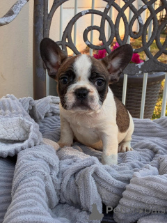 Foto №2 zu Ankündigung № 174967 zu verkaufen französische bulldogge - einkaufen Deutschland quotient 	ankündigung