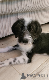 Foto №3. Baby Maro sucht ein Zuhause! Ich gebe es kostenlos ab!. Georgien