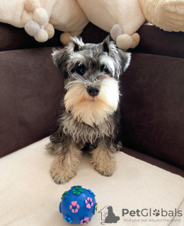 Foto №1. schnauzer - zum Verkauf in der Stadt Мадрид | 500€ | Ankündigung № 123985