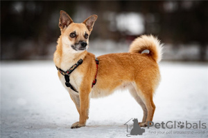 Zusätzliche Fotos: Der kleine Hund Suri ist in guten Händen.