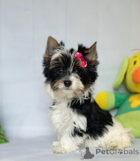 Foto №1.  - zum Verkauf in der Stadt Tiflis | Frei | Ankündigung № 160376