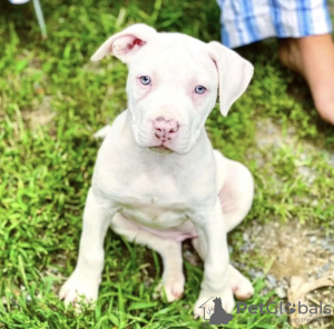 Foto №1. american bulldog - zum Verkauf in der Stadt Texas City | 473€ | Ankündigung № 103785