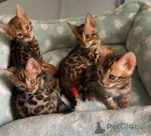 Foto №1.  - zum Verkauf in der Stadt Budapest | verhandelt | Ankündigung № 159398