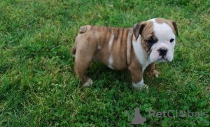 Foto №1. englische bulldogge - zum Verkauf in der Stadt Freising | 350€ | Ankündigung № 103855