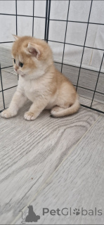 Foto №3. Goldene Chinchilla. Russische Föderation