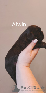 Foto №3. Schokoladen-Shih-Tzu-Hündin SWKiPR PPK WKU. Polen