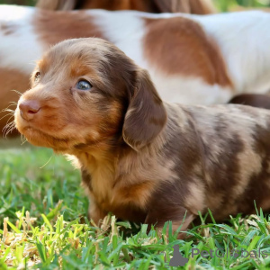 Foto №2 zu Ankündigung № 150728 zu verkaufen dackel - einkaufen Deutschland aus dem tierheim, züchter