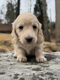 Foto №1. dackel - zum Verkauf in der Stadt Warschau | verhandelt | Ankündigung № 163975