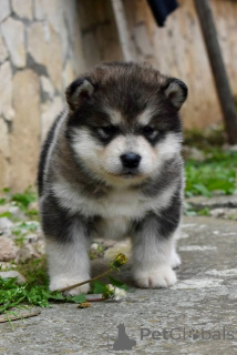 Foto №3. Alaskan-Malamute-Welpen. Serbien
