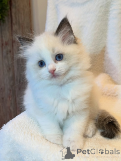 Foto №2 zu Ankündigung № 169843 zu verkaufen ragdoll-katze - einkaufen Deutschland züchter