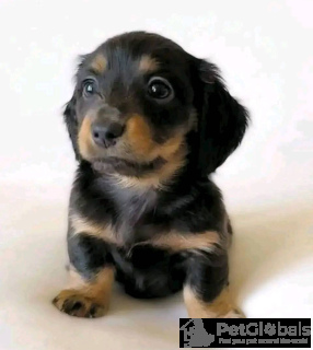 Foto №3. Dackelwelpe zur Adoption. Deutschland