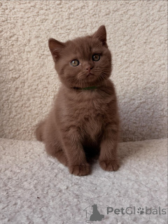 Foto №1. britisch kurzhaar - zum Verkauf in der Stadt München | verhandelt | Ankündigung № 165687