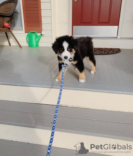 Foto №1. australian shepherd - zum Verkauf in der Stadt Gumbostrand | 284€ | Ankündigung № 120251