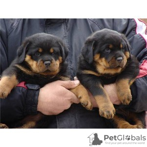 Foto №1. rottweiler - zum Verkauf in der Stadt Aachen | 350€ | Ankündigung № 103860