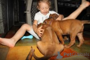 Foto №1. rhodesian ridgeback - zum Verkauf in der Stadt Savonlinna | verhandelt | Ankündigung № 55343