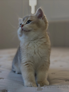 Foto №3. Anmutig, neugierig und voller Liebe erleuchtet Lunas sanfter Glanz jedes Haus,. Großbritannien