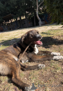 Foto №3. Ausgebildeter Wachhund für Ihr Haus. Georgien