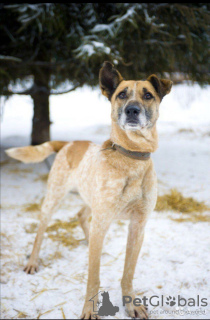 Foto №1. mischlingshund - zum Verkauf in der Stadt Pushkino | Frei | Ankündigung № 10392