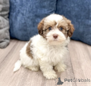 Foto №3. Das süßeste, was Sie heute sehen werden. Finnland