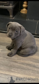 Foto №3. Staffordshire Bullterrier.. Schweden