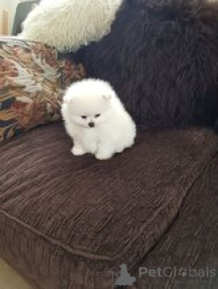 Foto №2 zu Ankündigung № 154180 zu verkaufen pommersche spitz - einkaufen Belgien quotient 	ankündigung