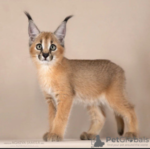 Foto №2 zu Ankündigung № 85107 zu verkaufen caracal - einkaufen USA züchter