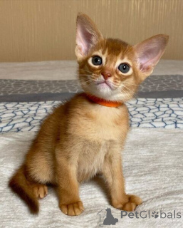 Foto №1. abessinierkatze - zum Verkauf in der Stadt Beiersdorf | verhandelt | Ankündigung № 167577