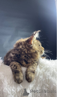 Foto №2 zu Ankündigung № 143878 zu verkaufen maine-coon-katze - einkaufen Russische Föderation vom kindergarten
