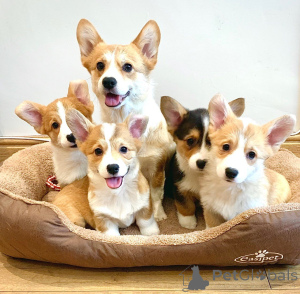 Foto №3. Pembroke Welsh Corgi Pembroke Welpen. Belgien
