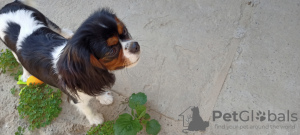 Foto №1. cavalier king charles spaniel - zum Verkauf in der Stadt Kiew | 1522€ | Ankündigung № 11623