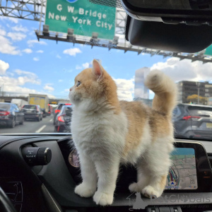 Foto №1. britisch kurzhaar - zum Verkauf in der Stadt Glendalyugh | verhandelt | Ankündigung № 156777