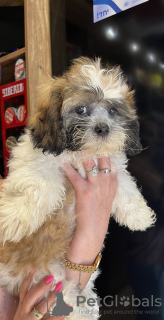 Foto №3. Glück zu Hause. Israel