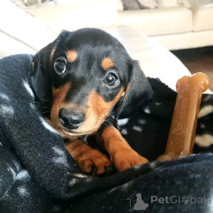 Foto №3. Dachshunds Welpen zur Adoption. Deutschland