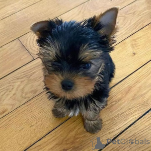 Foto №2 zu Ankündigung № 163331 zu verkaufen yorkshire terrier - einkaufen Montenegro quotient 	ankündigung, aus dem tierheim