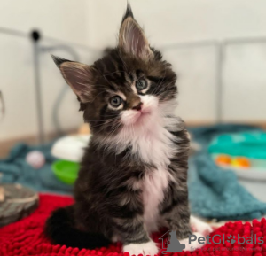 Foto №2 zu Ankündigung № 116311 zu verkaufen maine-coon-katze - einkaufen Schweiz quotient 	ankündigung