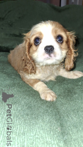 Foto №2 zu Ankündigung № 148744 zu verkaufen cavalier king charles spaniel - einkaufen Estland quotient 	ankündigung, vom kindergarten, züchter