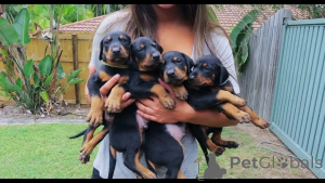 Foto №1. dobermann - zum Verkauf in der Stadt Berlin | 800€ | Ankündigung № 137777